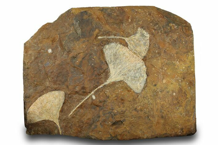 Three Paleocene Fossil Ginkgo Leaves - North Dakota #276711